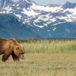 Alaska, niedźwiedź