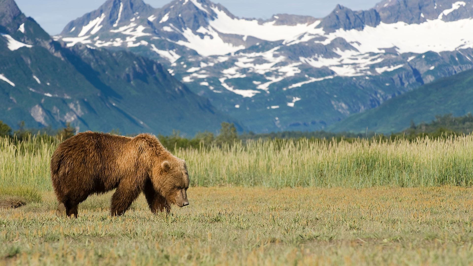 Alaska, niedźwiedź