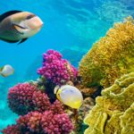 Arabia Saudyjska, Morze Czerwone