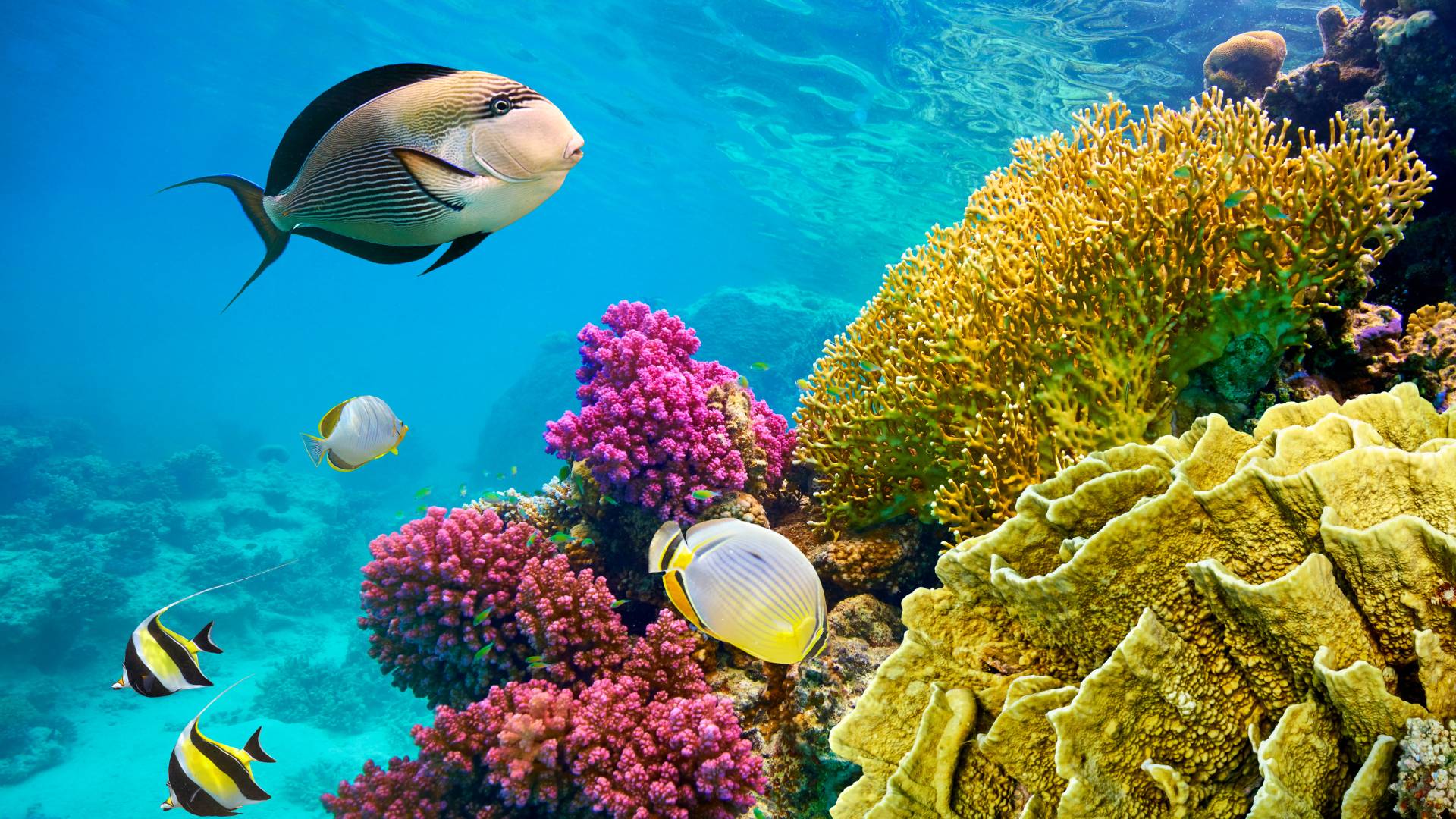 Arabia Saudyjska, Morze Czerwone