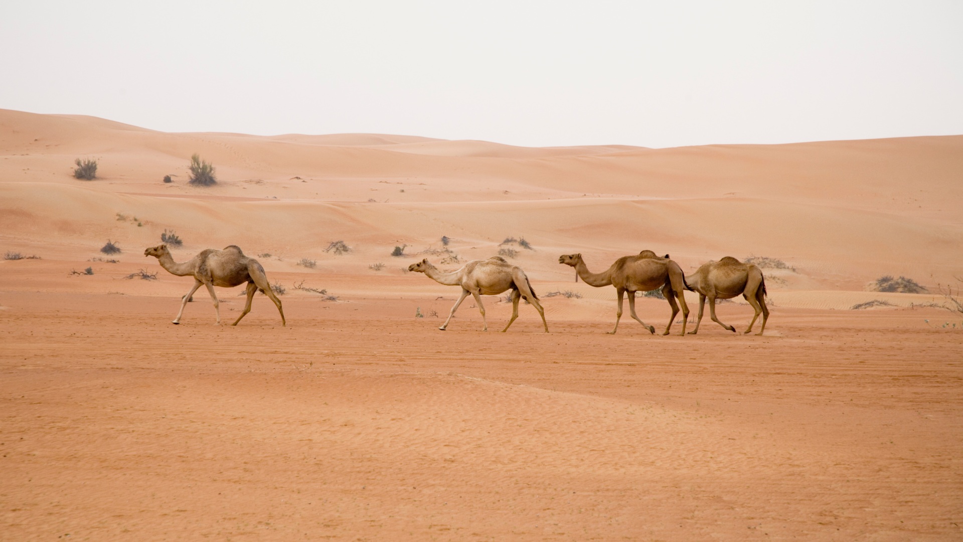 Arabia Saudyjska, Rub al Chai