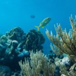 Australia, Wielka Rafa Koralowa