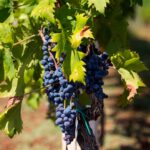 Australia, regiony winiarskie