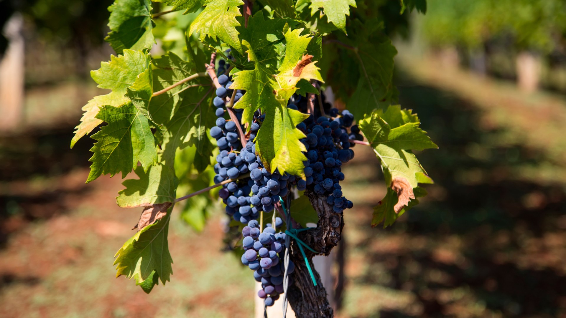 Australia, regiony winiarskie