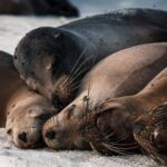 Galapagos, fauna i flora