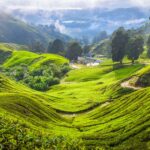 Malezja, Cameron Highlands