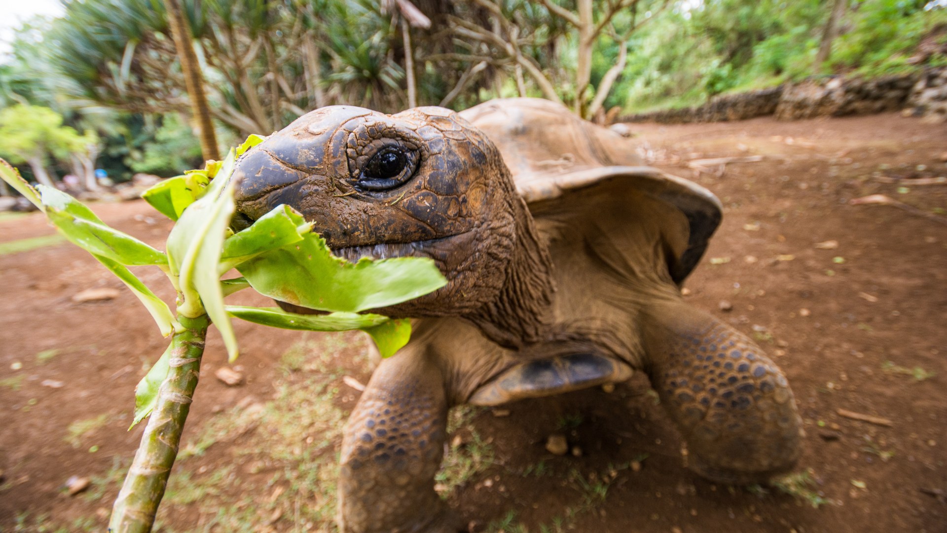 Mauritius, La Vanille