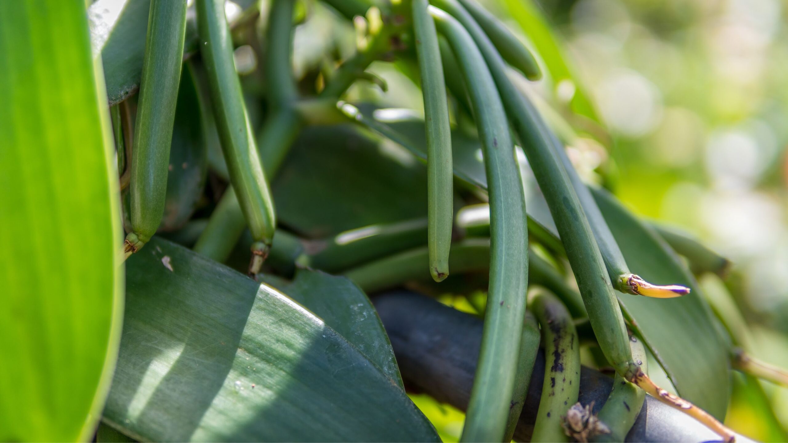 Reunion, plantacja wanilli