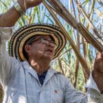 Reunion, trzcina cukrowa