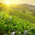 Sri Lanka, plantacja herbaty