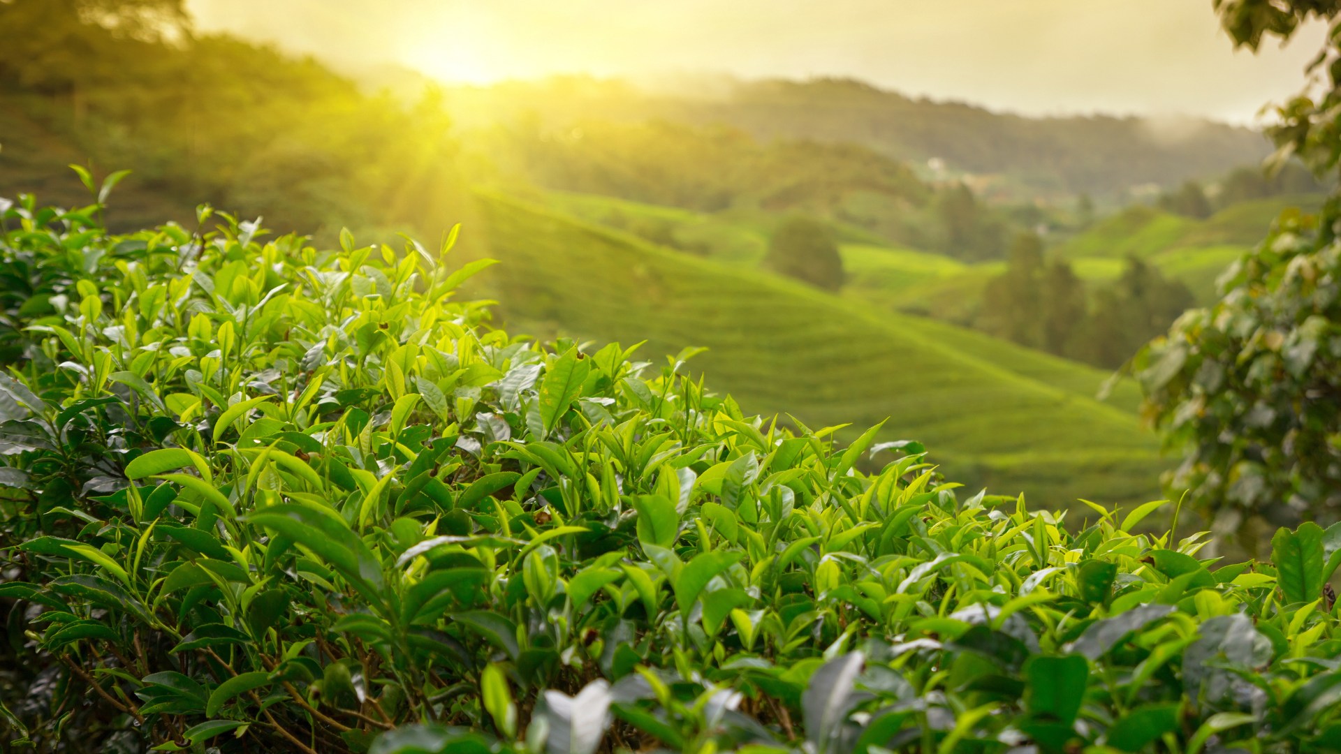 Sri Lanka, plantacja herbaty
