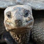 Zanzibar, prison island