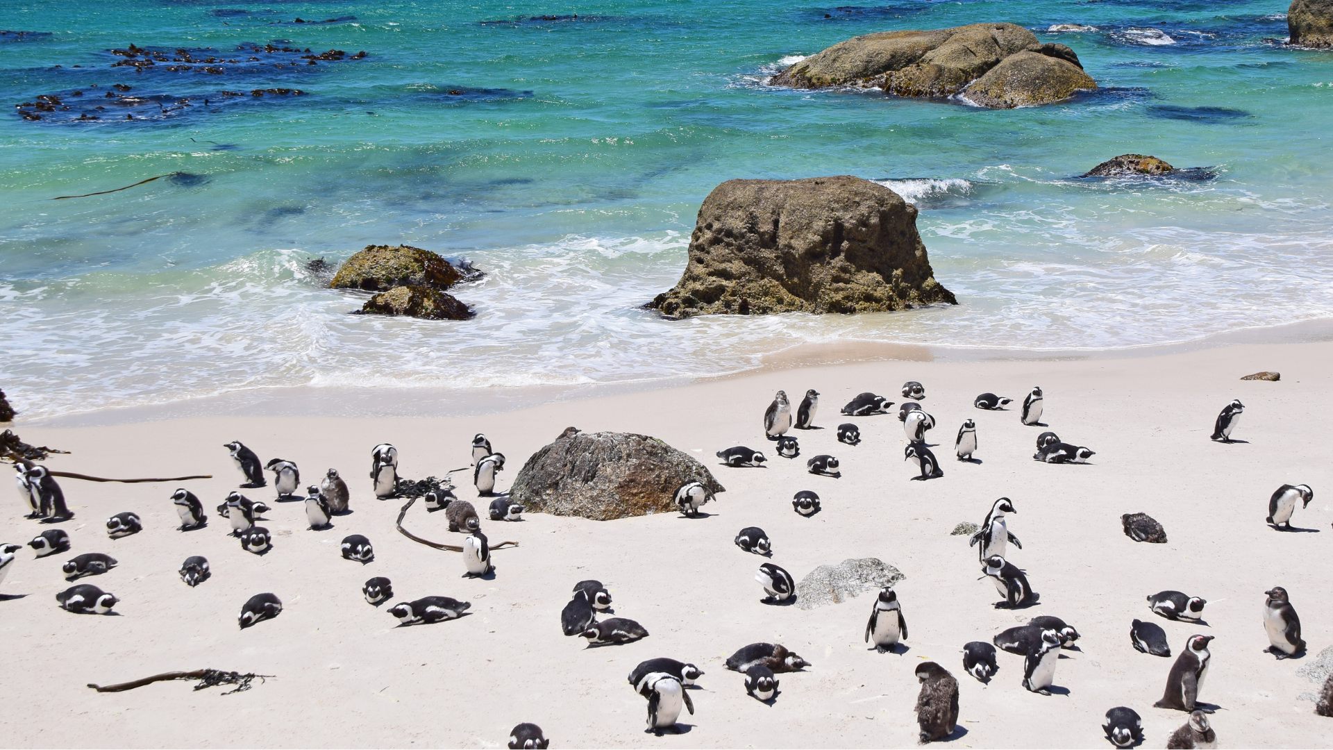 RPA, Boulders Beach
