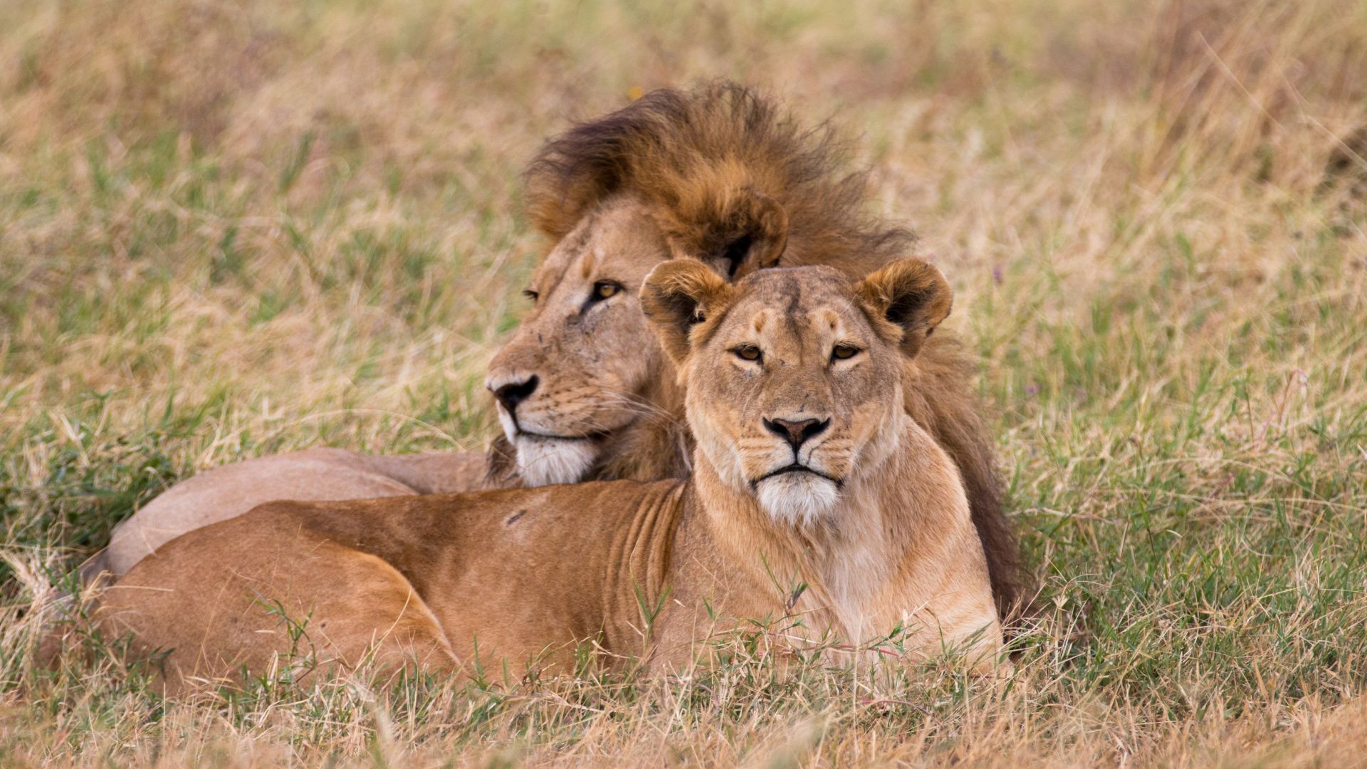 Tanzania oferta, Tanzania wycieczka, Tanzania safari