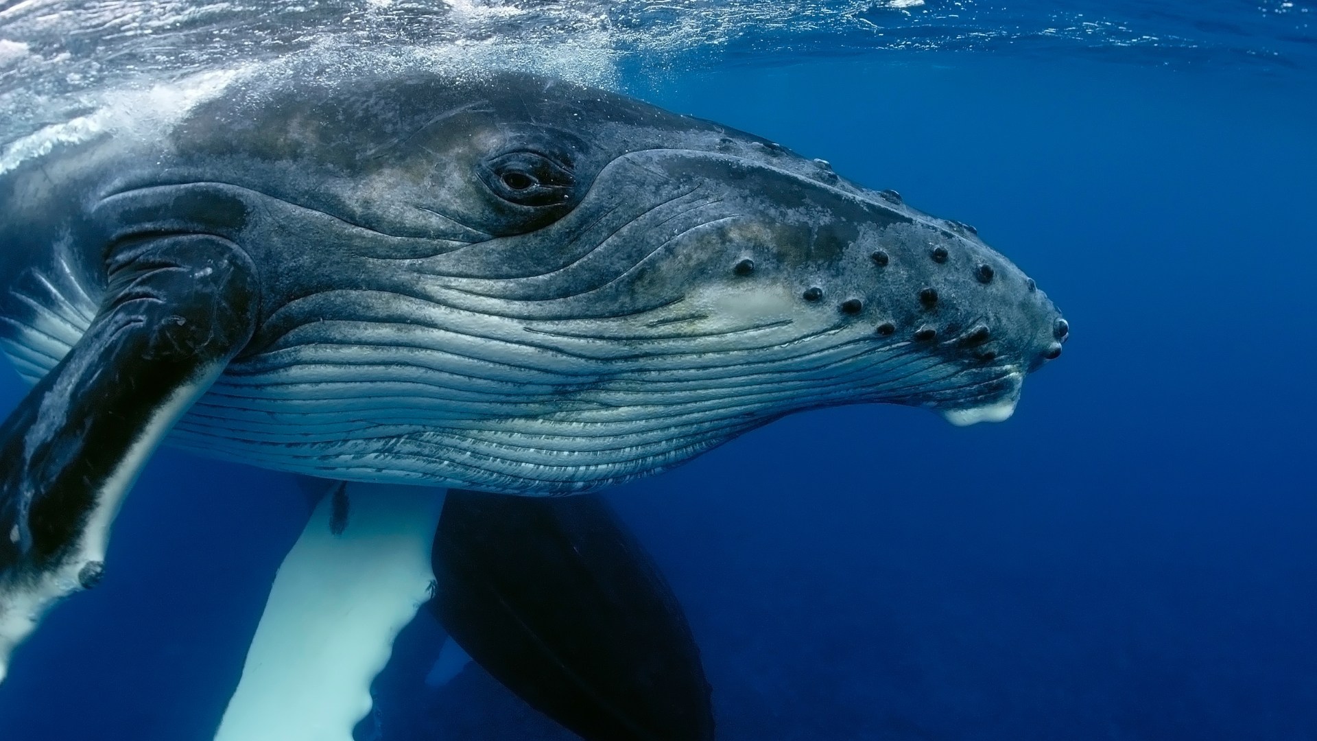 Turks i Caicos oferta, Turks i Caicos wycieczka, Turks i Caicos humbat