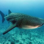 Malediwy oferta, Malediwy wycieczka, Malediwy South Ari Atoll