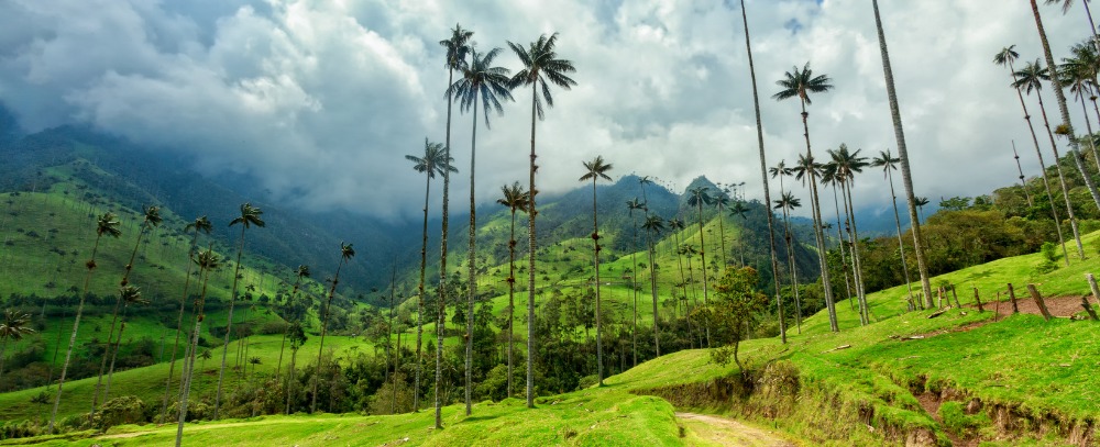 Kolumbia, Dolina Cocora