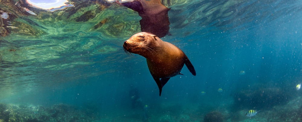 Galapagos, Santa Cruz