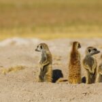 Botswana, Makgadikgadi Pans